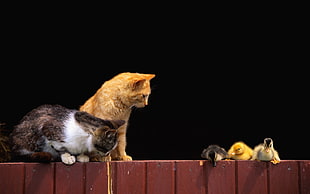 two orange and silver tabby cats watching three ducklings on the wooden fence